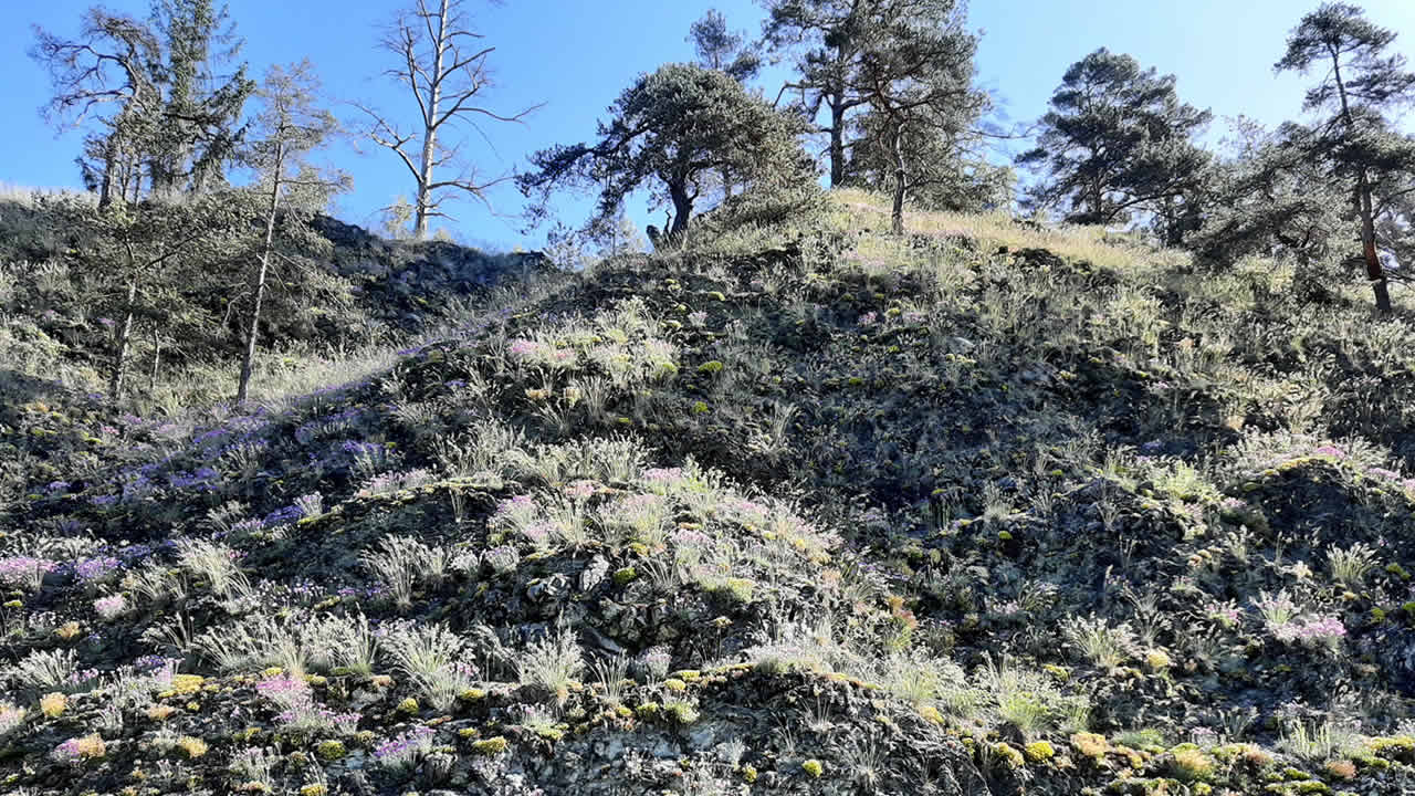 Serpentinit-Felswand an der Wojaleite mit blühender Pfingstnelke und Scharfem Mauerpfeffer (Foto: LPV Hof, 2021)