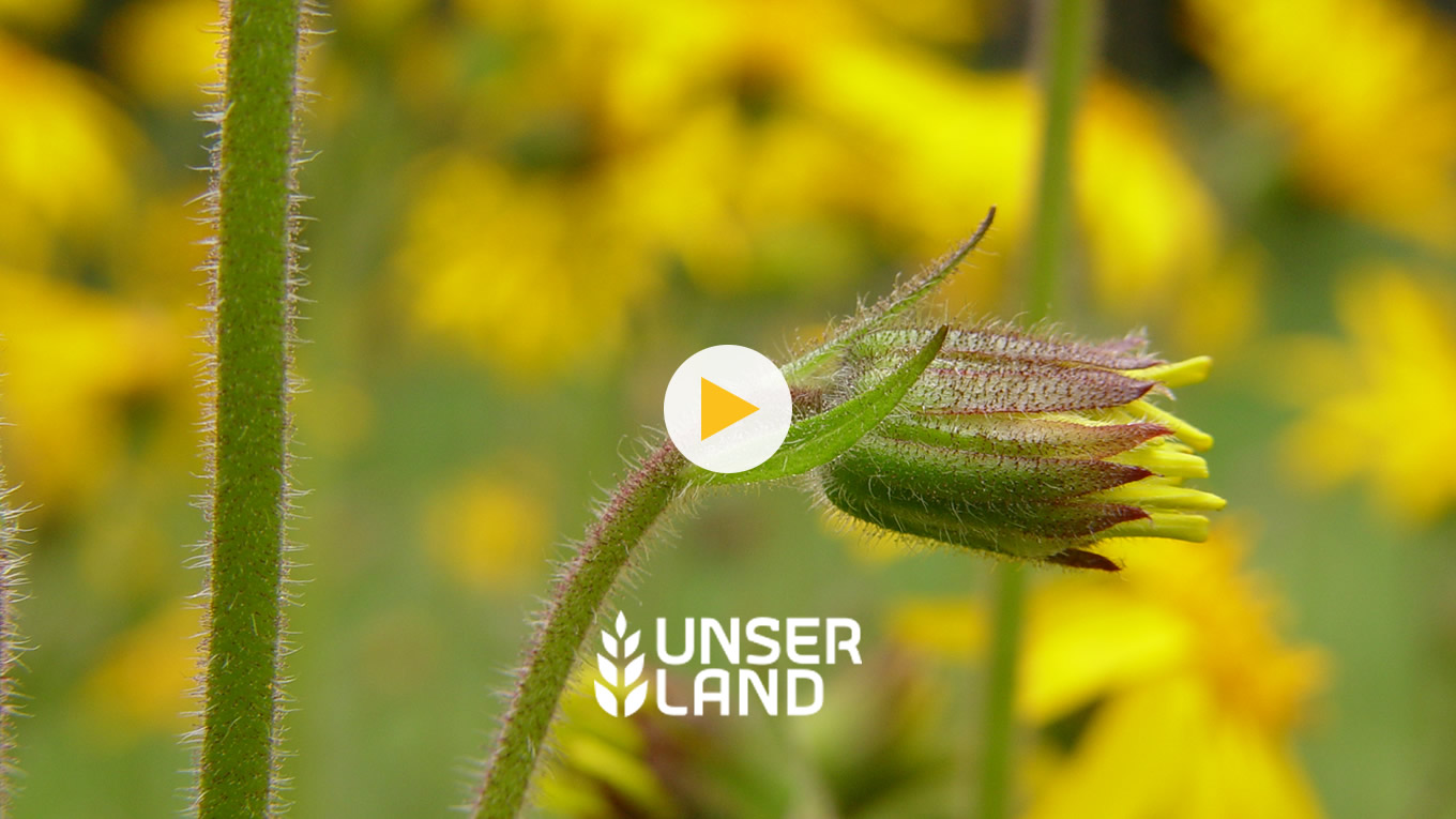 BR Unser Land - Beitrag über das Arnikaprojekt