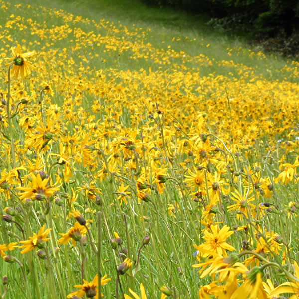 Arnica montana