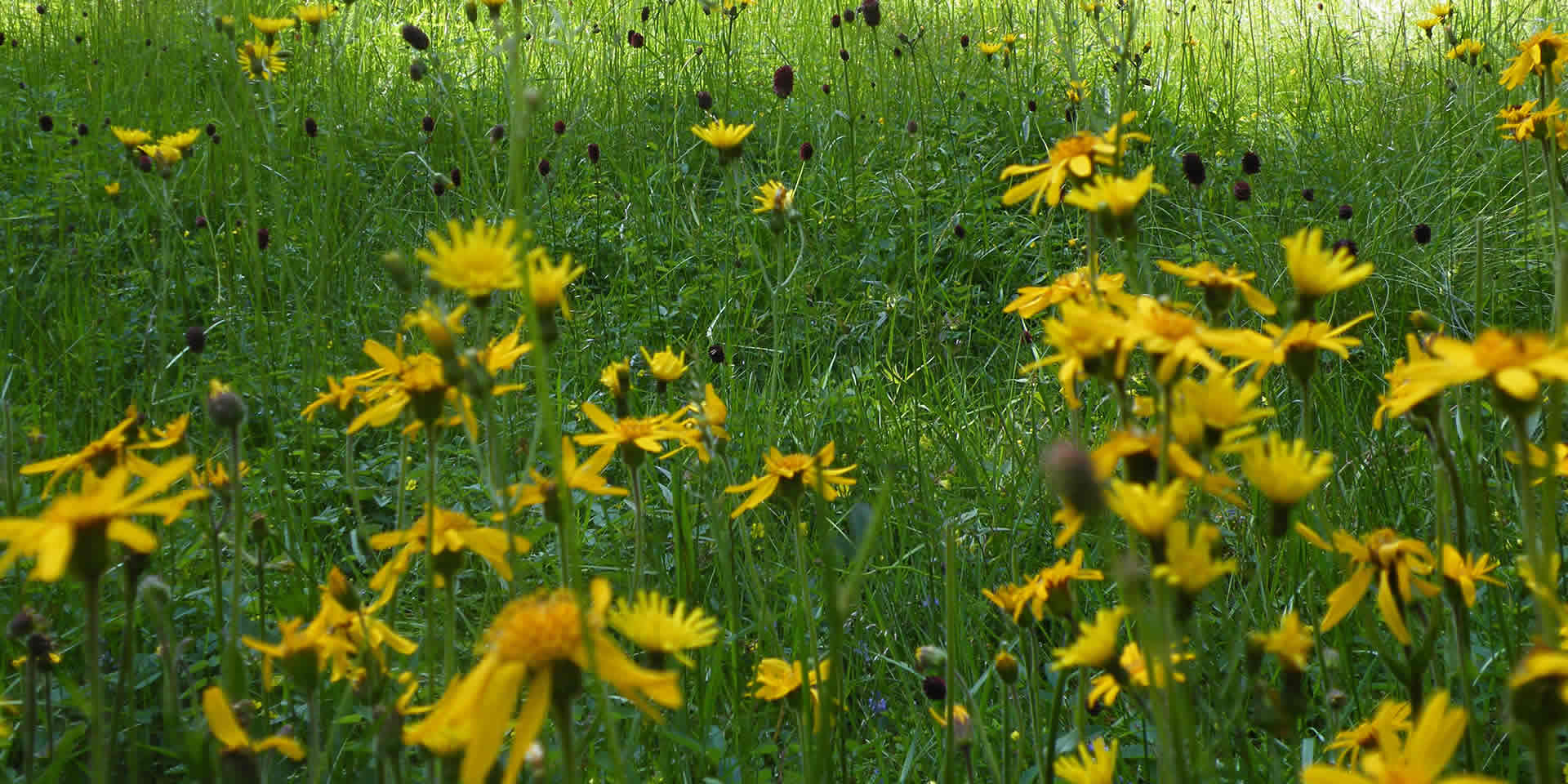 Arnika Bocksbachtal