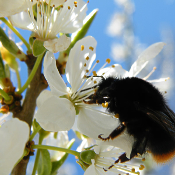 Pflaumenblüte mit Hummel