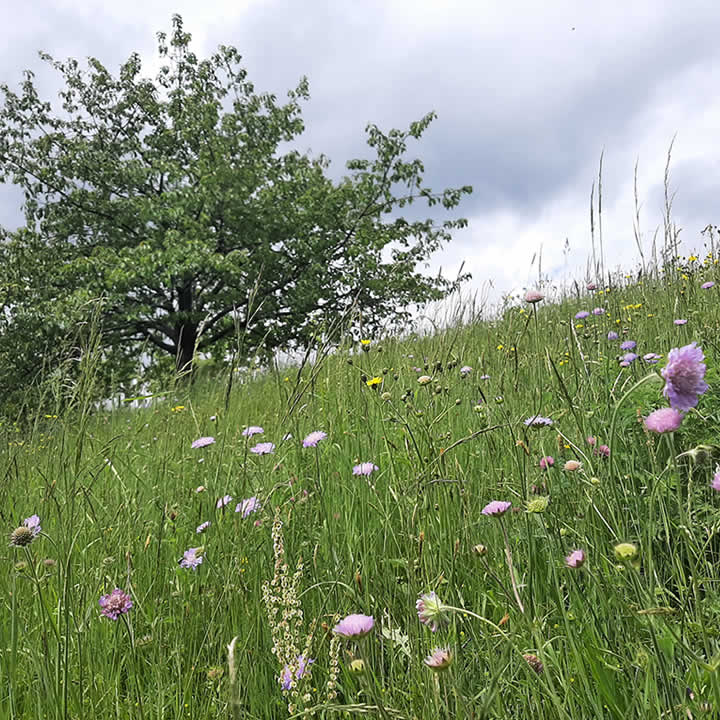 Die Peunthe ist eine arten- und blütenreiche Fläche am Rand von Schwarzenbach am Wald.