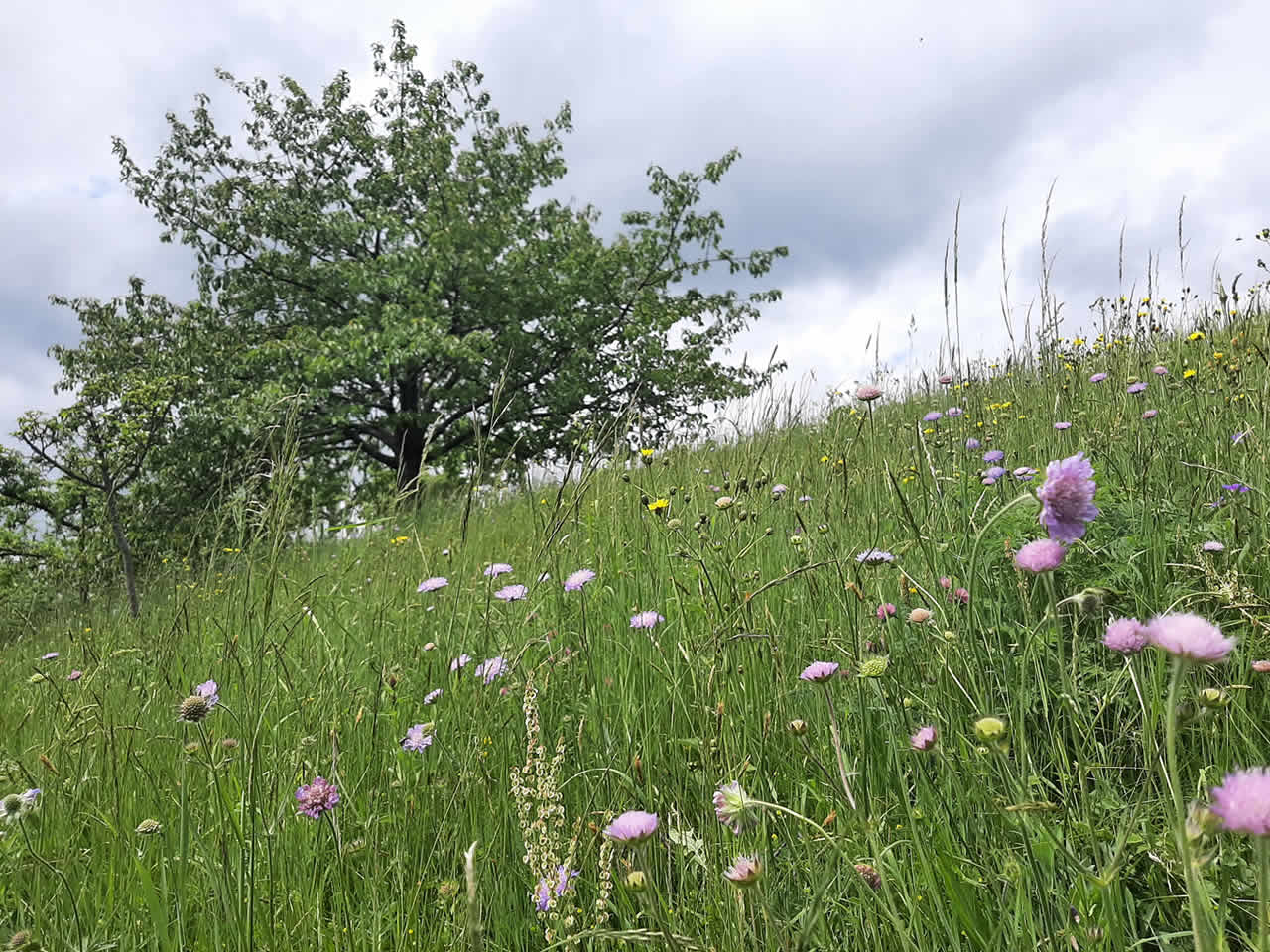 Die Peunthe ist eine arten- und blütenreiche Fläche am Rand von Schwarzenbach am Wald.