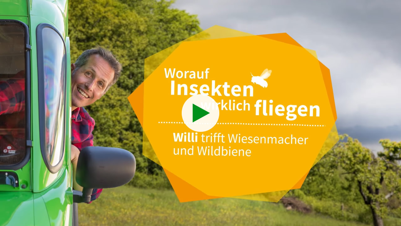 Filmserie „Worauf Insekten wirklich fliegen – Willi trifft Wiesenmacher und Wildbienenschützer“