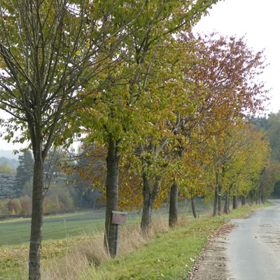 Allee bei Sachsenvorwerk