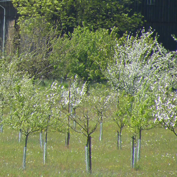 Streuobstwiese