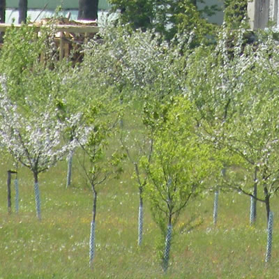 Streuobstwiese im Frühjahr