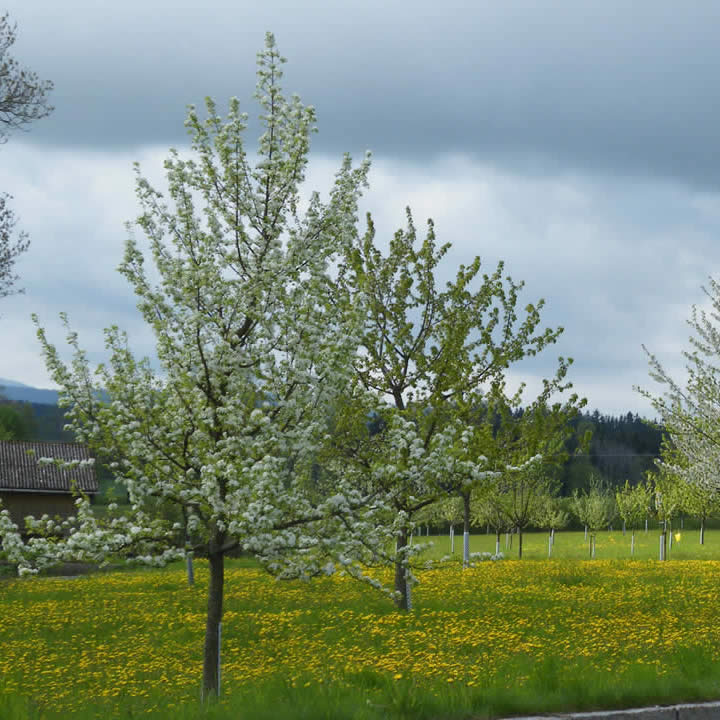 Streuobstwiese